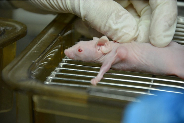 小鼠皮下、原位、轉移腫瘤（liú）模型、PDX模型