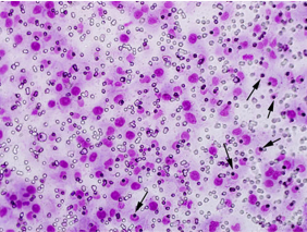 腫瘤細胞和原代細胞培養