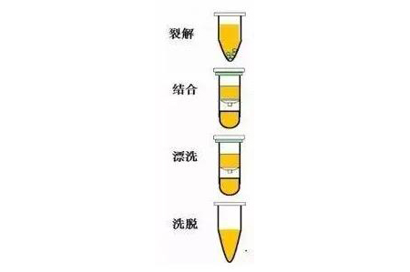 DNA/RNA提（tí）取與純化