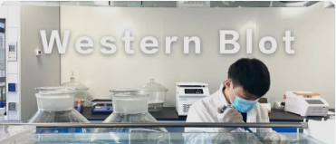 Western blot 實驗技術
